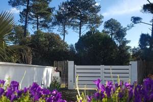 campanule-jardin-vueforetdepin