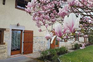 Magnolia