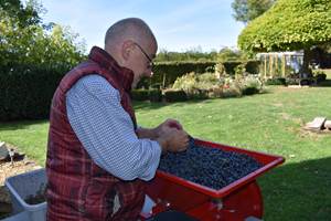 Vendanges