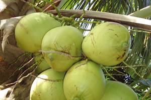 Cocos du jardin
