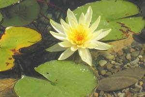 fleur de lotus vlh83