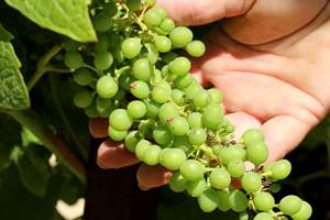 portfolio-raisins-verts