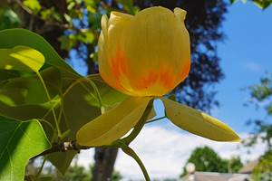 Fleur du tulipier de Virginie