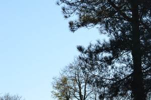 Cabane de l'Ecureuil, vue du parc