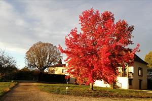automne à Pech de Loup