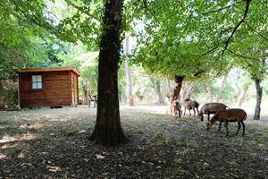 Le cabanon du Chamane au milieu des arbres