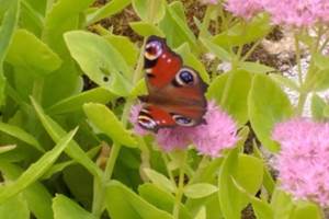 Papillon a admirer au jardin