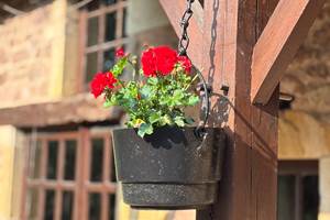 géranium auberge de clos lavaux