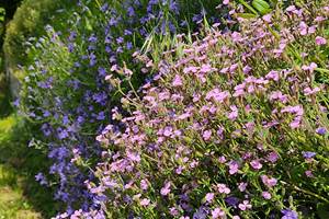 Fleurs au jardin