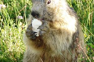 Marmotte à Bisanne