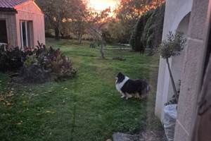 Mon deuxième chiens dans une partie du jardin.