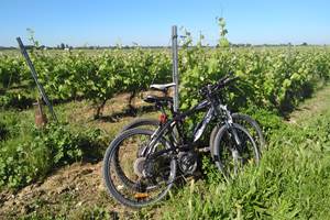 Balade à vélo dans les vignes