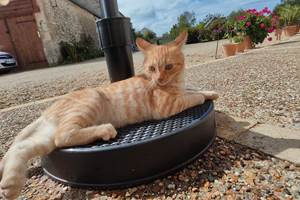 chat-sur-place-habitués aux-visiteurs-affectueux-