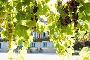 Maison Manechal et ses vignes