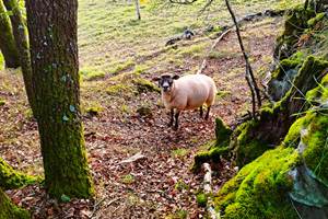 mouton animal forêt nature