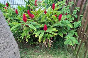 Alpinia purpurata
