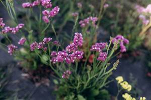 statice-rose-fleurs-sechees-terralya