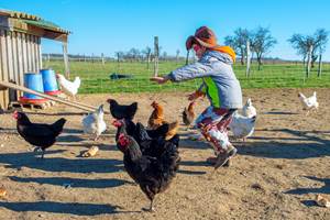 Danse avec les poules