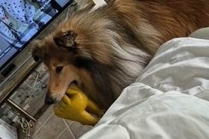 Un de mes chiens.