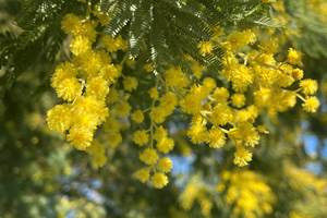 Mimosa du jardin