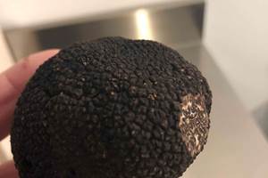 _NJP1444truffe