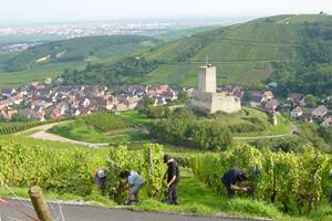 VIGNOBLE KLUR - Vignes