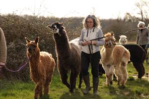Lama Emoi, une ferme à Saint-Aignan