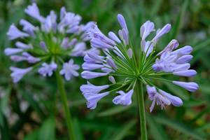 havre de paix au coeur de Limoges