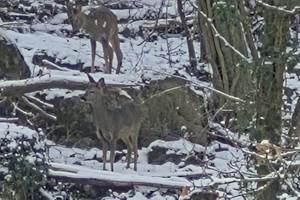 passage de chevreuils dans le bois à l'arrière du Loft du Renard