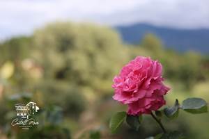 Les Roses du Castell Rose