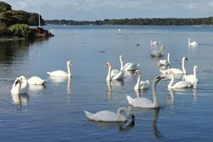 cygnes-ria-morbihan-luxe-sud-decouverte-privatisation