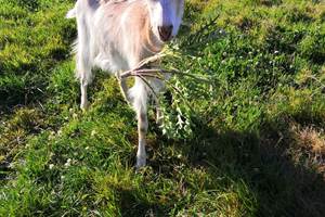 chèvre mangeant chardon