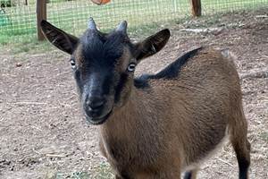 Taô et ses beaux yeux bleus