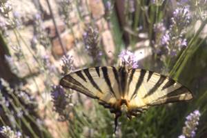 Papillon