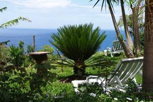 Fond du jardin vue mer - Sea view garden background