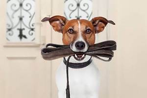 chien
