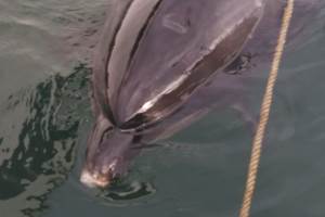 Le dauphin qui joue à la corde dans le port de plaisance à Tréboul