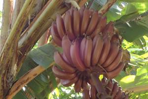 Banane rouge du jardin