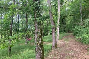 Coin hamac sous les arbres