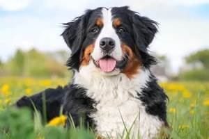CHIEN