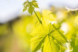 RoutedesVins-DomaineduBlavet-©LeaGil.8