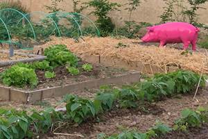 Le potager