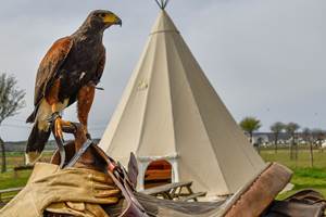 Rapaces