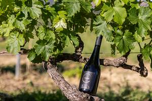 RoutedesVins-DomaineduBlavet-©LeaGil.5
