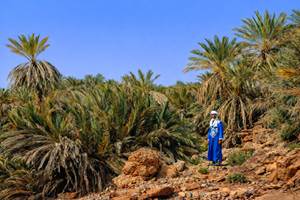 Dans l'oasis de Saf-Saf