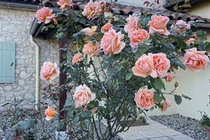 Spring roses