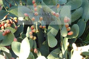 Figues de barbarie typiquement le Sud