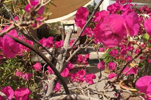 IMG_Marrakech _Riad Djebel_ terrasse fleurs