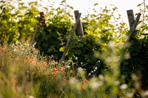 Metiers_vigne_selectCIVA-18