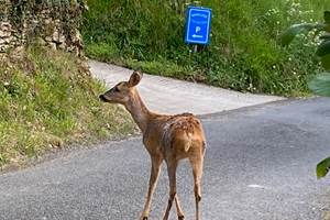 Chevreuil à l'entrée du Domaine